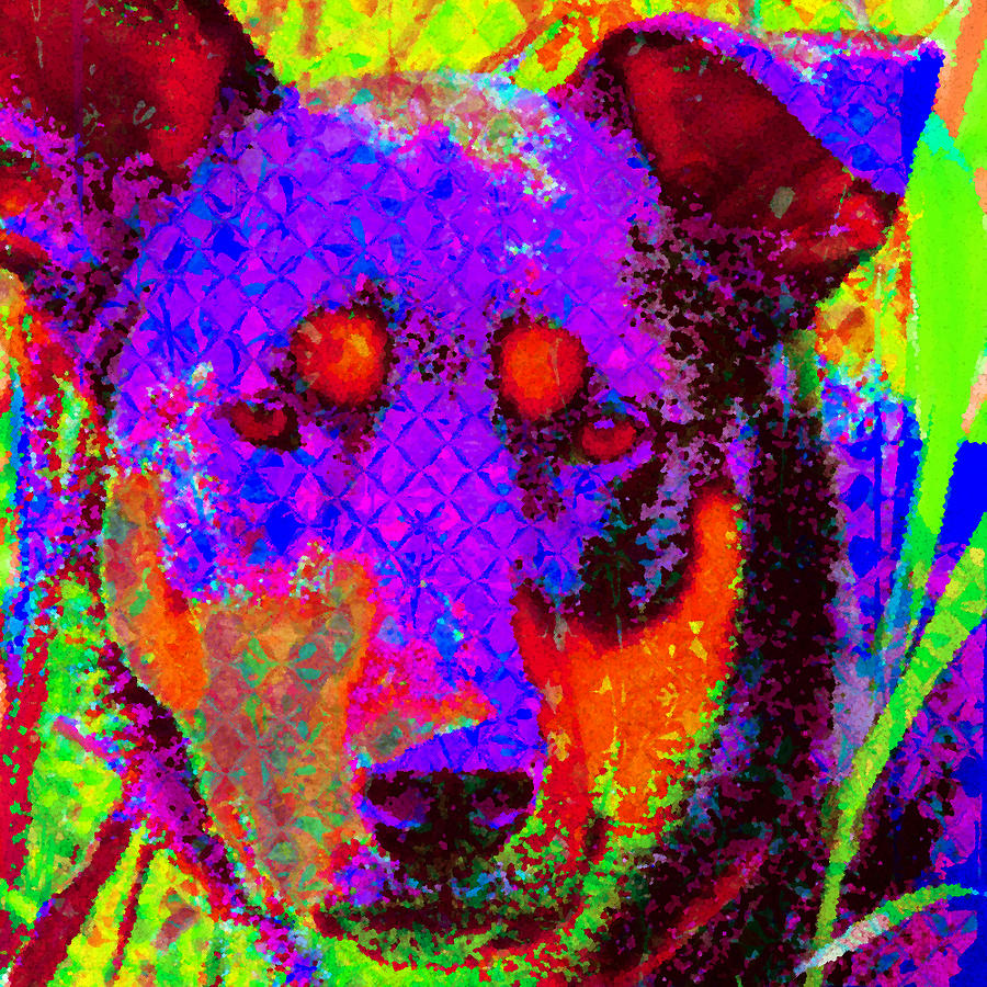 Dog Digital Art - A Colorful Dog by Cassie Peters