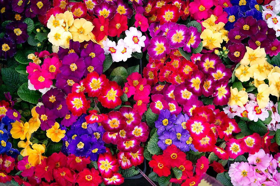 A colorful flower Photograph by Atsushi Hayakawa A colorful flower Photograph by Atsushi Hayakawa