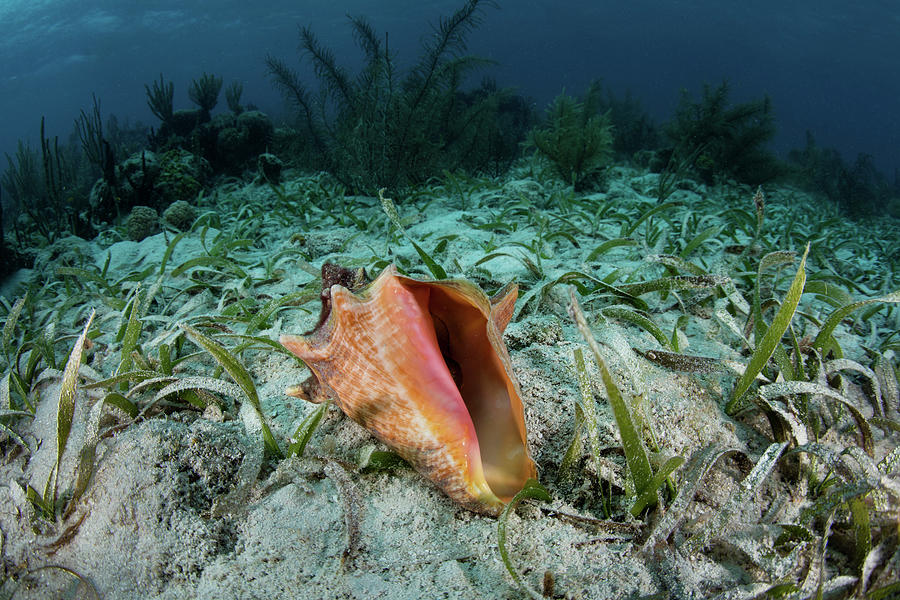 A Colorful Queen Conch Photograph by Ethan Daniels - Fine Art America
