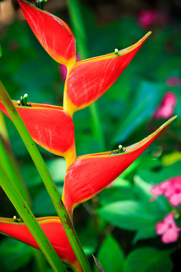 Flower Photograph - A colorful tropical Heliconia flower by Nature  Photographer