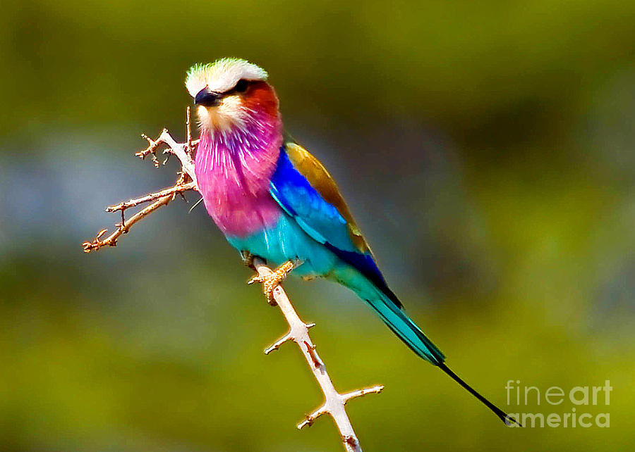 A Colourful Bird Photograph By Daniela White - Fine Art America