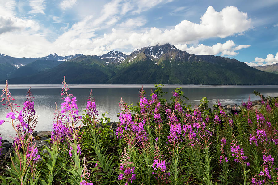 A Colourful Patch Of Fireweed Photograph by Doug Lindstrand