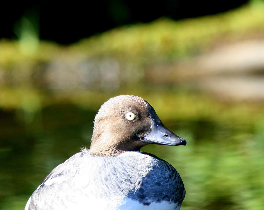 A Common Goldeneye Portrait Photograph by Neal Eslinger