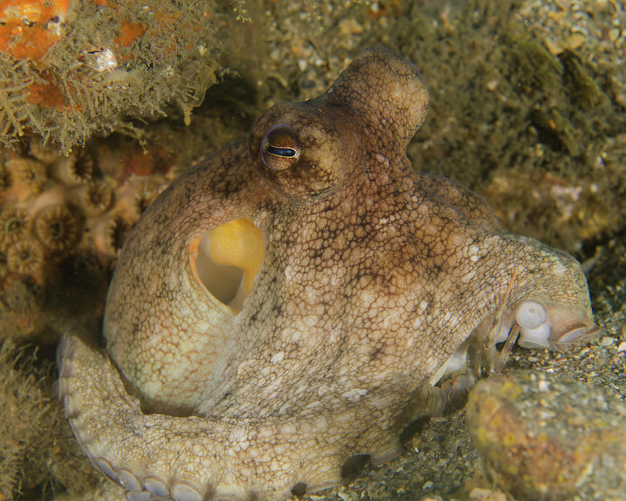 A Common Octopus Octopus Vulgaris Photograph by Brent Barnes