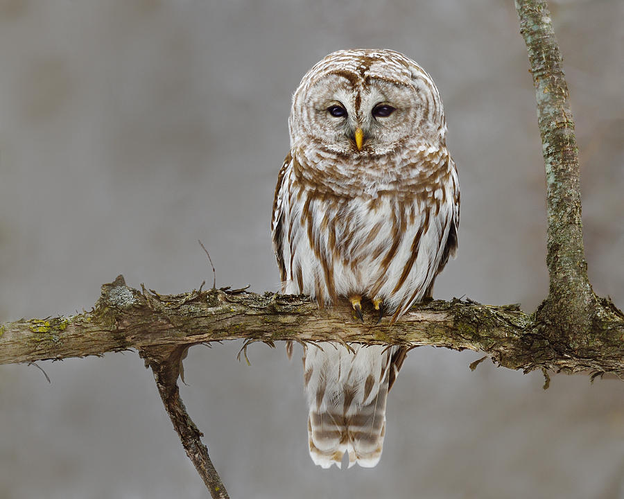 Owl Photograph - A Convenient Perch by Tony Beck