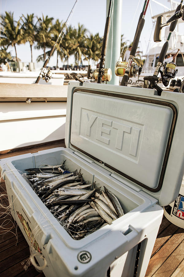 A Cooler Is Filled With Fish Bait Photograph by Chris Ross - Fine