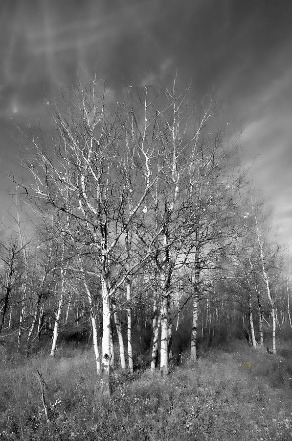 A Copse of Trees Photograph by Allan Van Gasbeck