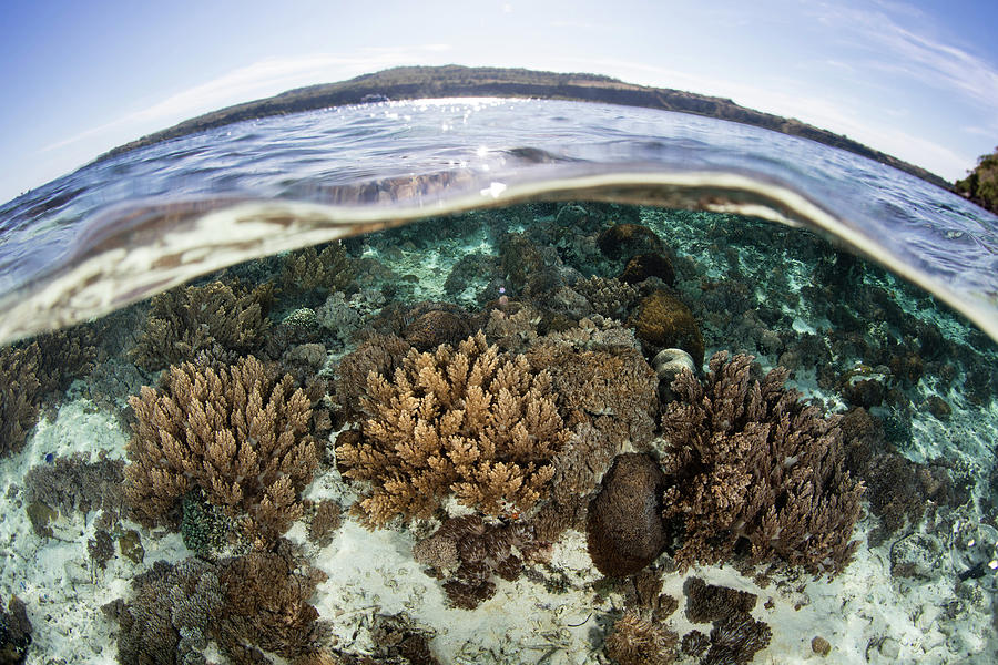 A Coral Reef Thrives In Shallow Water Photograph by Ethan Daniels - Fine  Art America