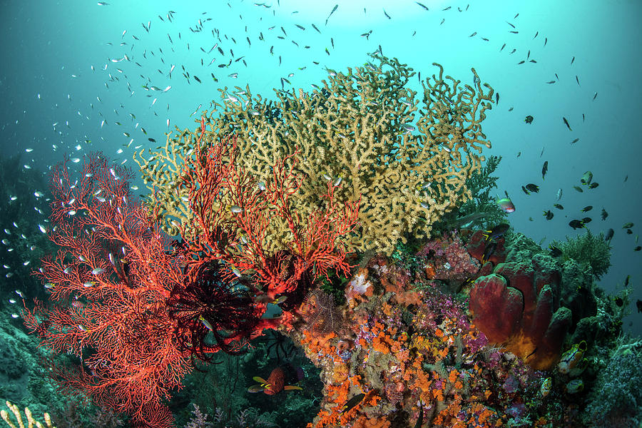 A Coral Reef With Fish And Sea Fans Photograph by Brook Peterson - Fine ...