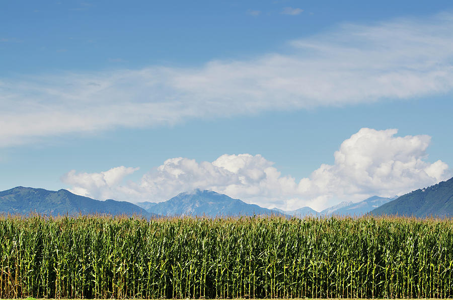 A Corn Field And The Swiss Alps In The Photograph by Mats Silvan / Design Pics