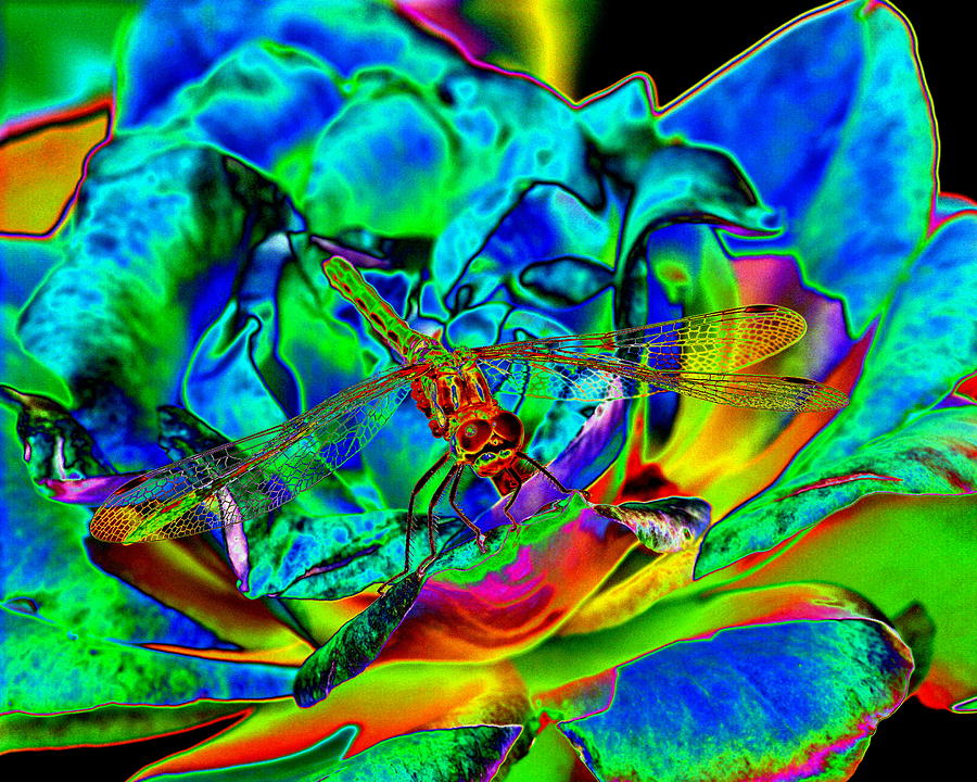 A Cosmic Dragonfly on a Psychedelic Rose Photograph by Ben Upham III