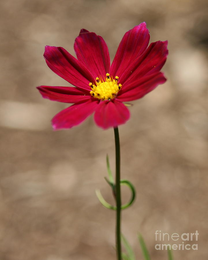 Flower Photograph - A Cosmos Stand  by Neal Eslinger