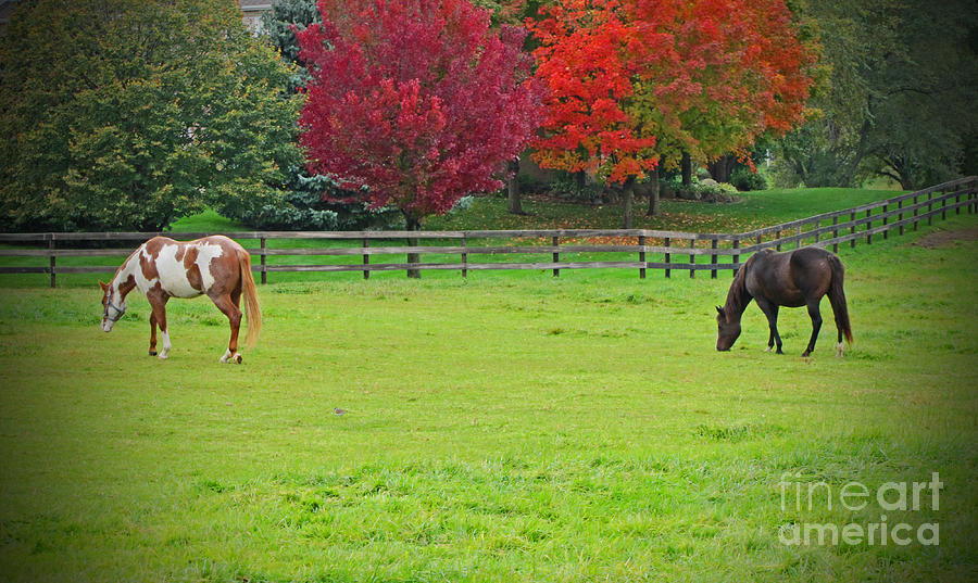 A Couple Horses And Beautiful Autumn Trees Photograph