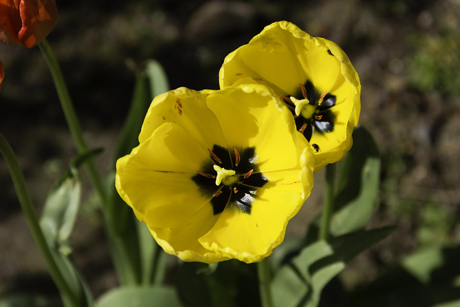 A couple of bright yellow tulip flowers Photograph by Ashish Agarwal
