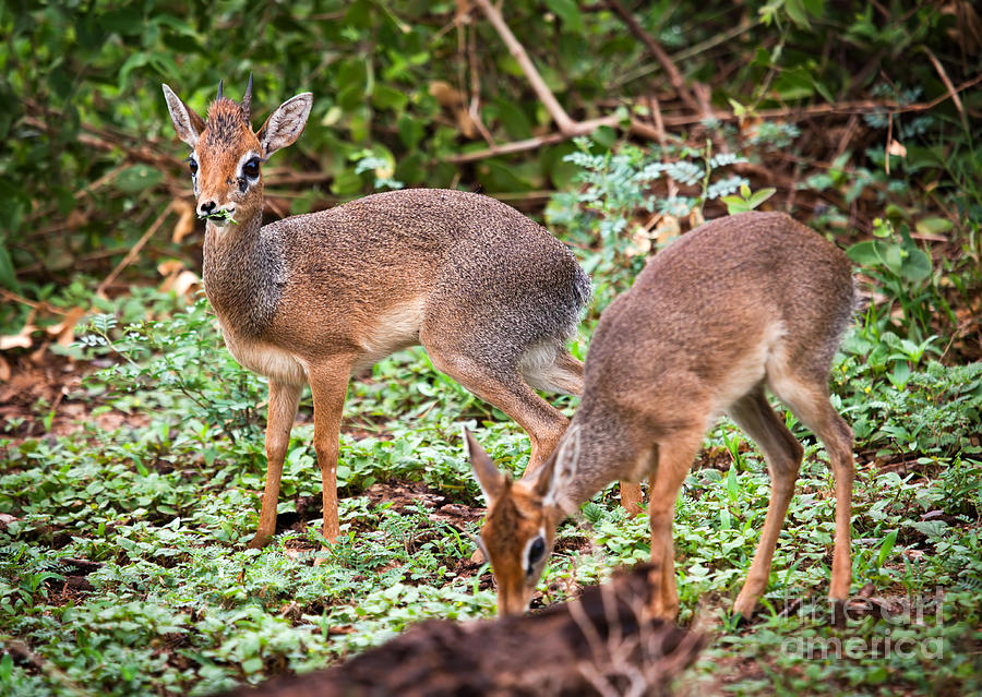 Wildlife Photograph - A couple of dik-dik antelopes in Tanzania. Africa by Michal Bednarek