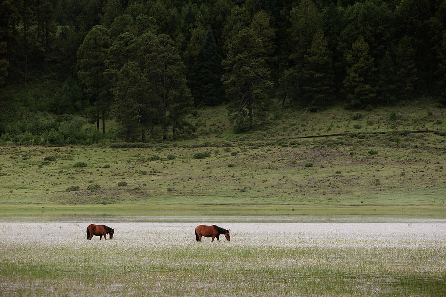 Animal Photograph - A Couple Of Horses Standing by Marcos Ferro Animal Photograph - A Couple Of Horses Standing by Marcos Ferro