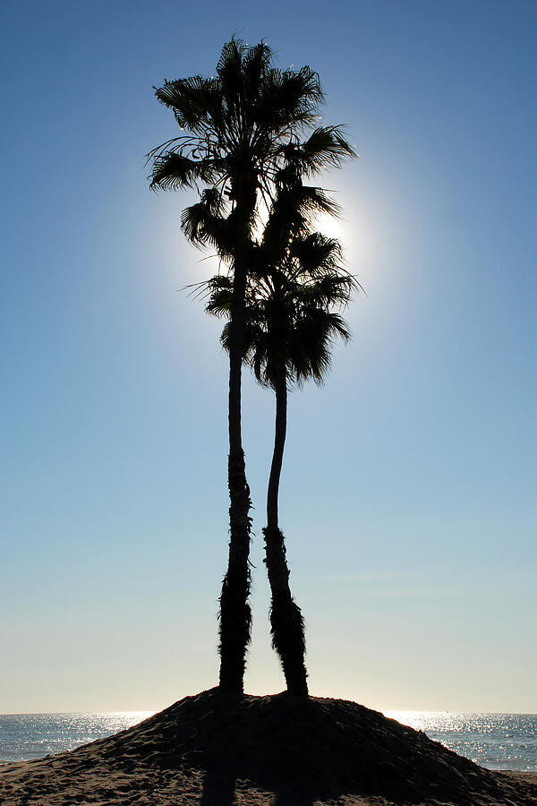 A Couple of Palms Photograph by Steve Tracy