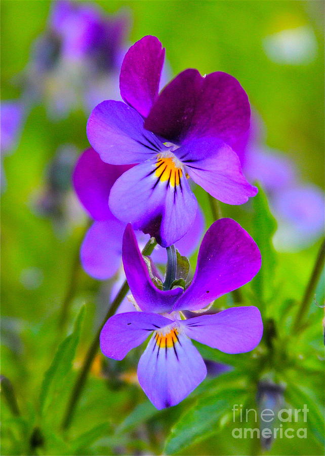 Flowers Still Life Photograph - A Couple Of Pansies by Rick  Monyahan