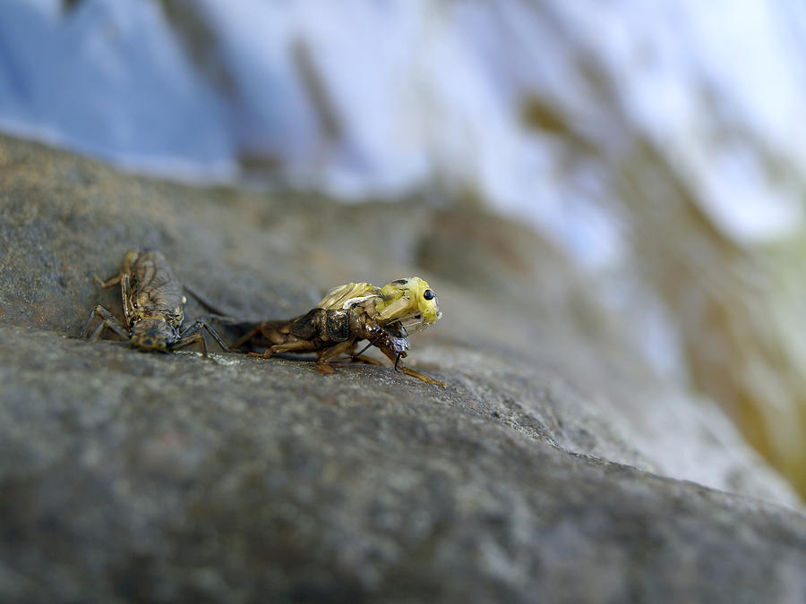 A Couple Of Stoneflies 1  Photograph by Thomas Young