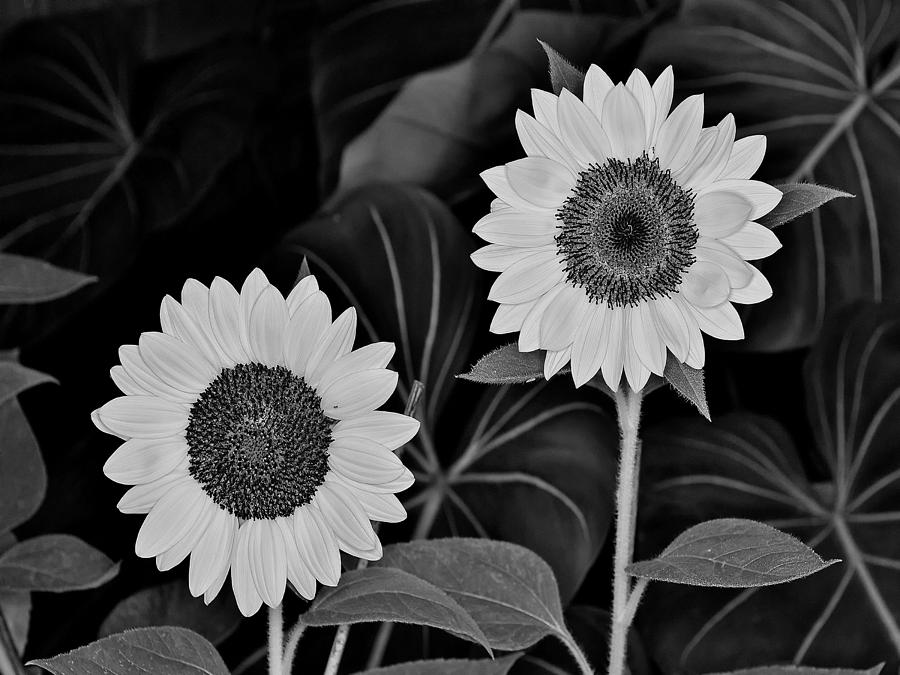 A couple of sunflowers. Photograph by Digital Photographic Arts