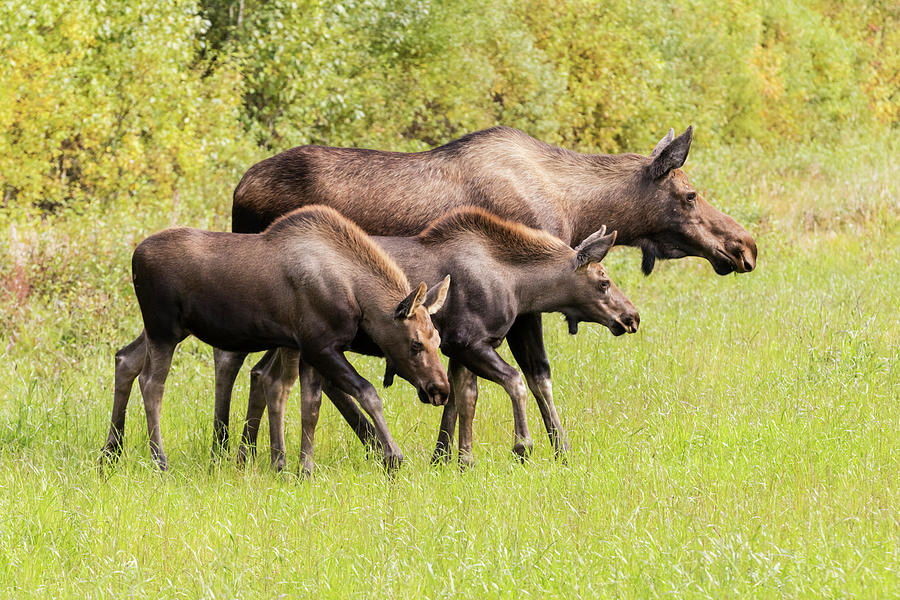 A Cow Moose  Alces Alces  And Her Two Photograph by Doug Lindstrand