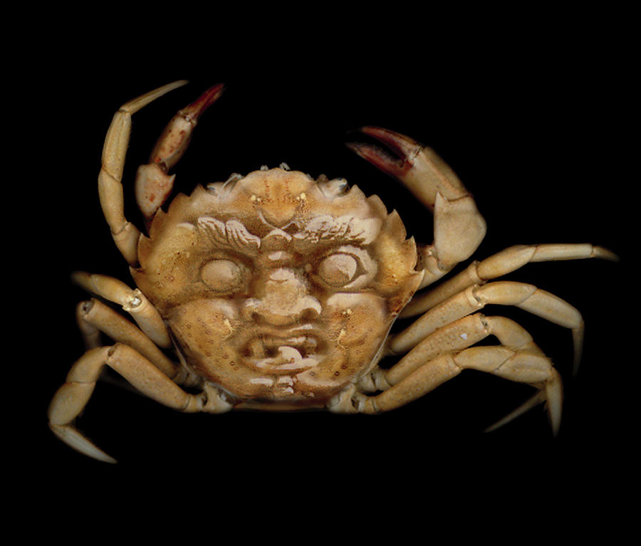 A Crab With Facemask Photograph by Daniel - Fine Art