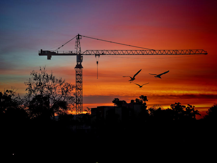 San Diego Photograph - A Crane And Three Birds by Claude LeTien