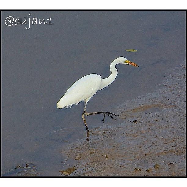 Nature Photograph - A Crane Looking For Food Under The Mud by Ahmed Oujan