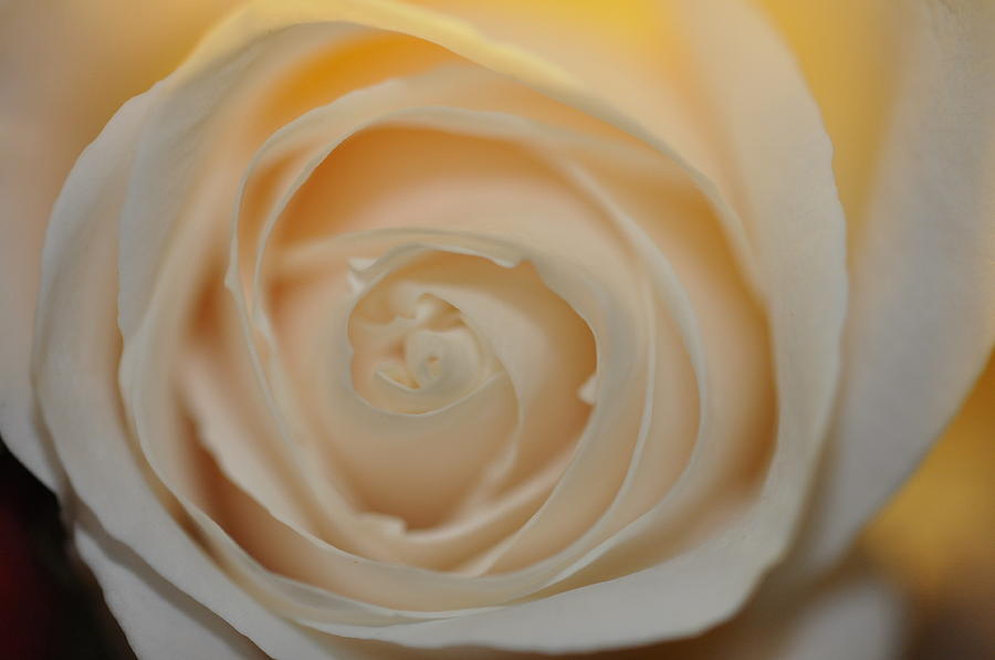 A cream colored rose Photograph by Teri Schuster