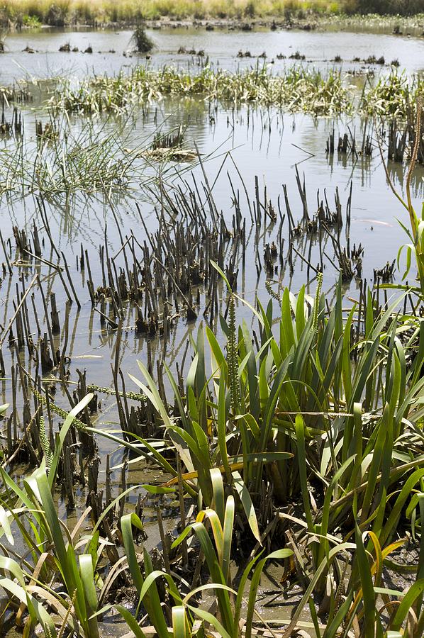 A created wetland used for Photograph by Science Photo Library | Pixels