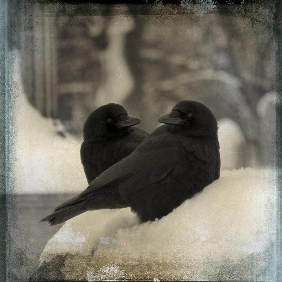 A Crow Couple Photograph by Gothicrow Images - Fine Art America