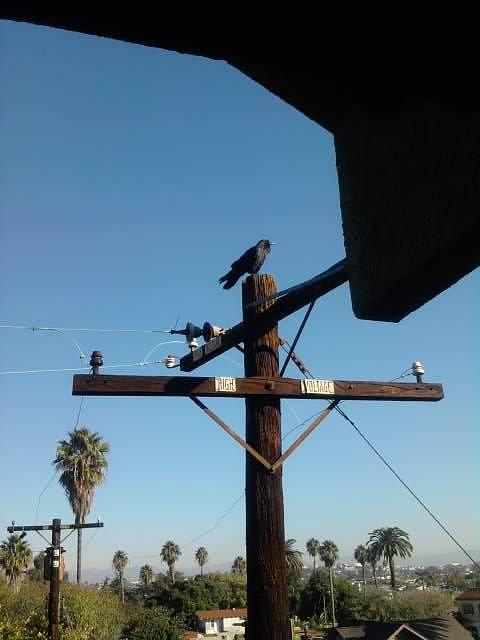 A crow on pole Photograph by Barbara Leon - Fine Art America