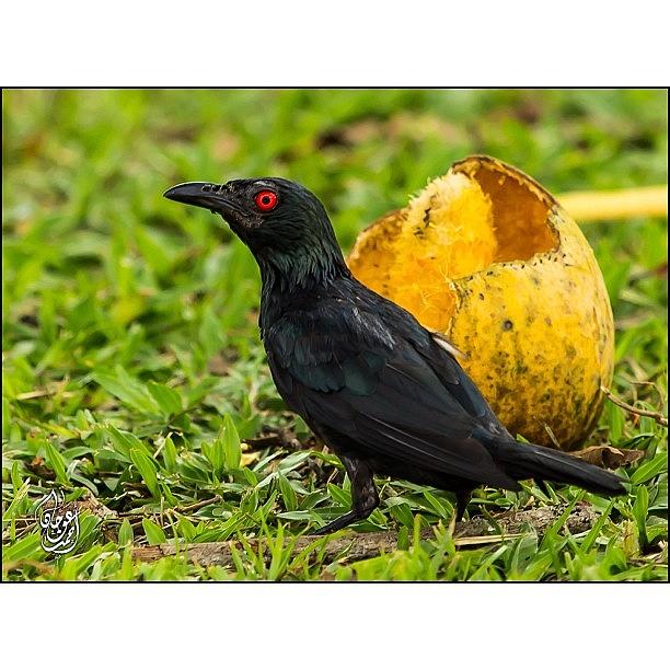 Nature Photograph - A Crow Participating In The Mango by Ahmed Oujan