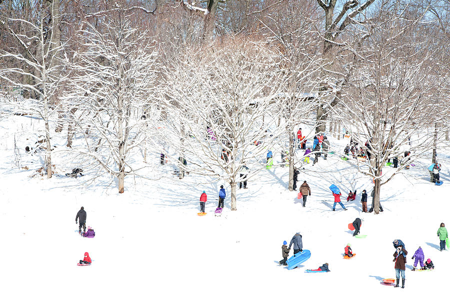 A Crowd Of People Sledding In A Park Photograph by Frederick Bass