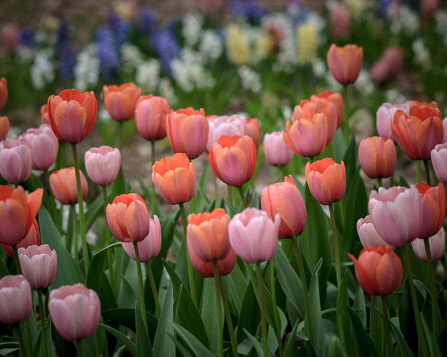 A Crowd of Tulips Photograph by James Barber