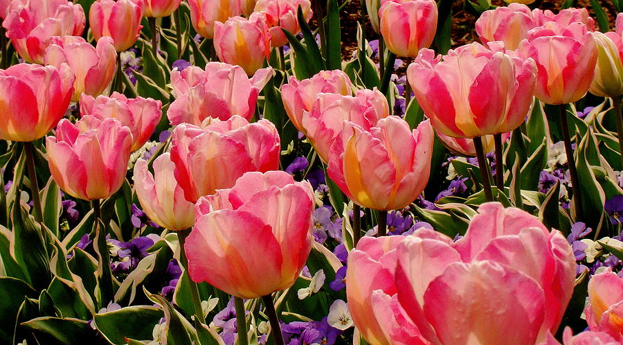 A Crowd Of Tulips Photograph by Rodney Lee Williams