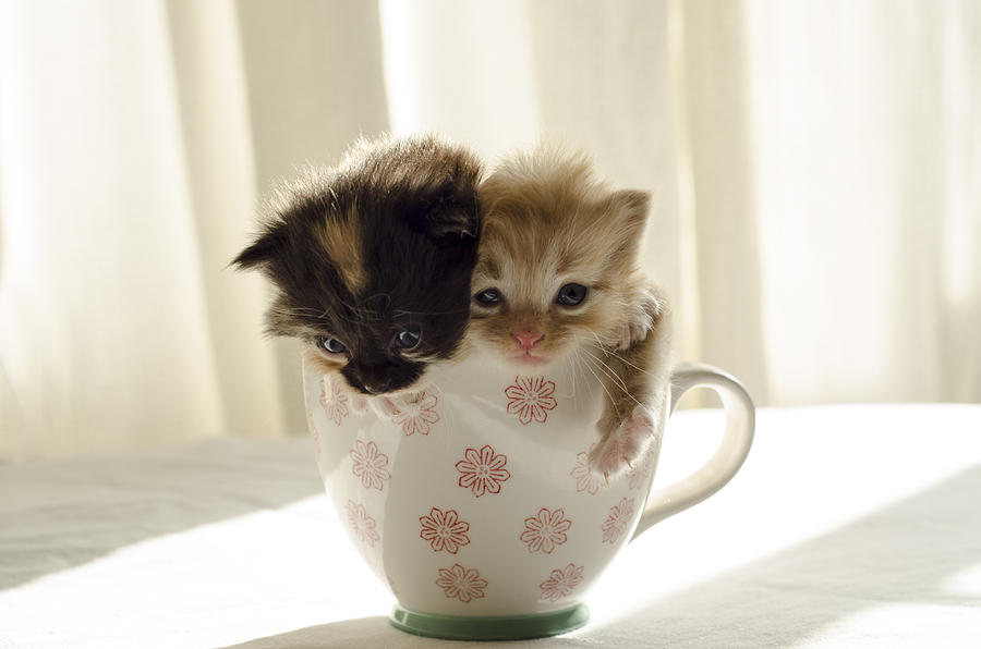 Cat Photograph - A cup of cuteness by Spikey Mouse Photography