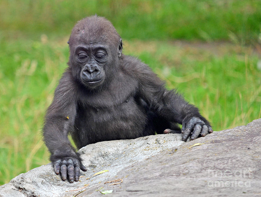 A Curious Baby Gorilla  Photograph by Jim Fitzpatrick