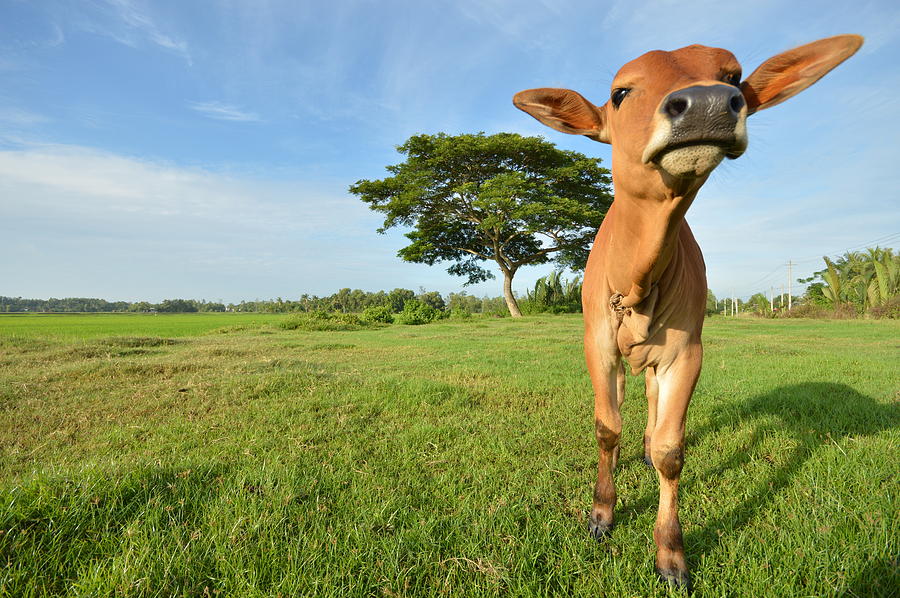 A Curious Calf Photograph by Dung Ma