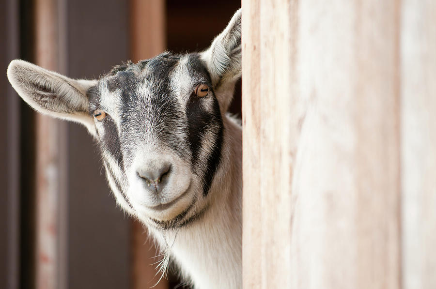 24 Curious goat kids! 
