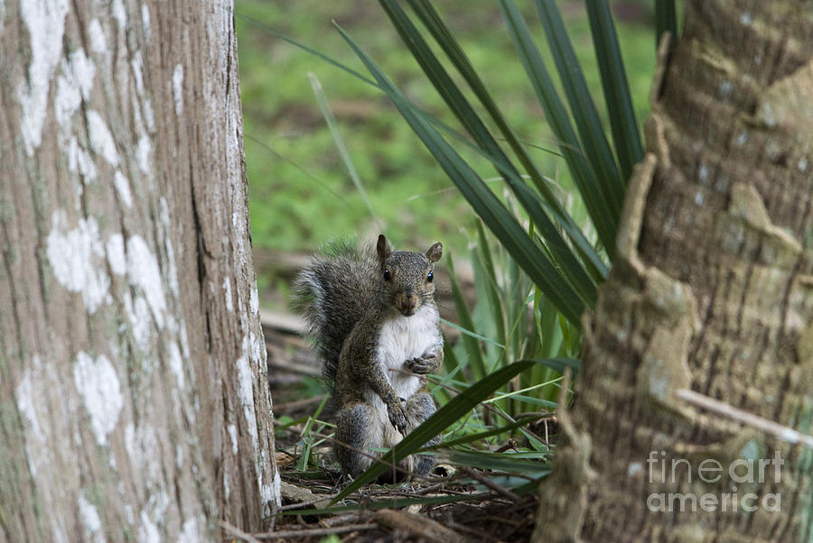 A Curious Squirrel Photograph by John Greco