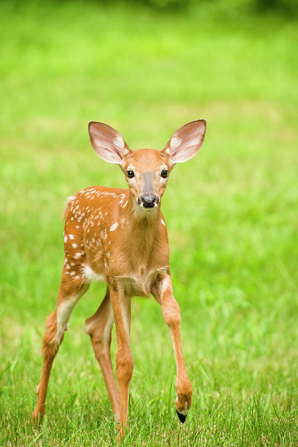 A Curious Young Deer Fawn Exploring Photograph by Cate Brown