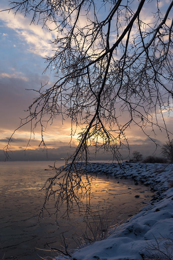 Sunset Photograph - A Curtain of Frozen Branches - Ice Storm Sunrise by Georgia Mizuleva