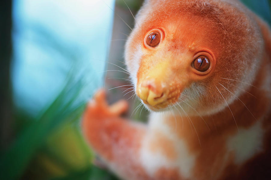 A Cuscus Papua New Guinea Tree Possum Photograph by David Kirkland - Pixels