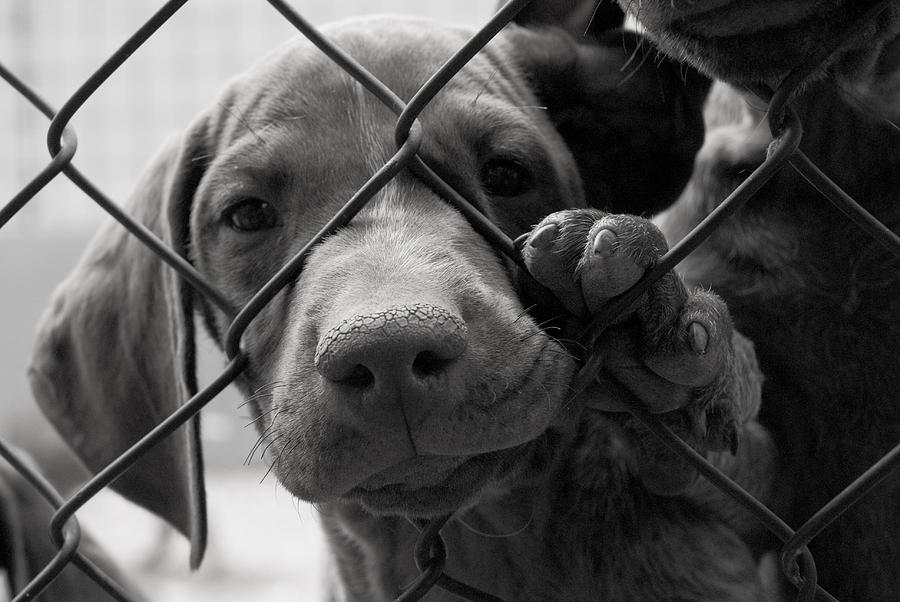 A cute dog needing to be saved behind a fence Photograph by Stevedangers