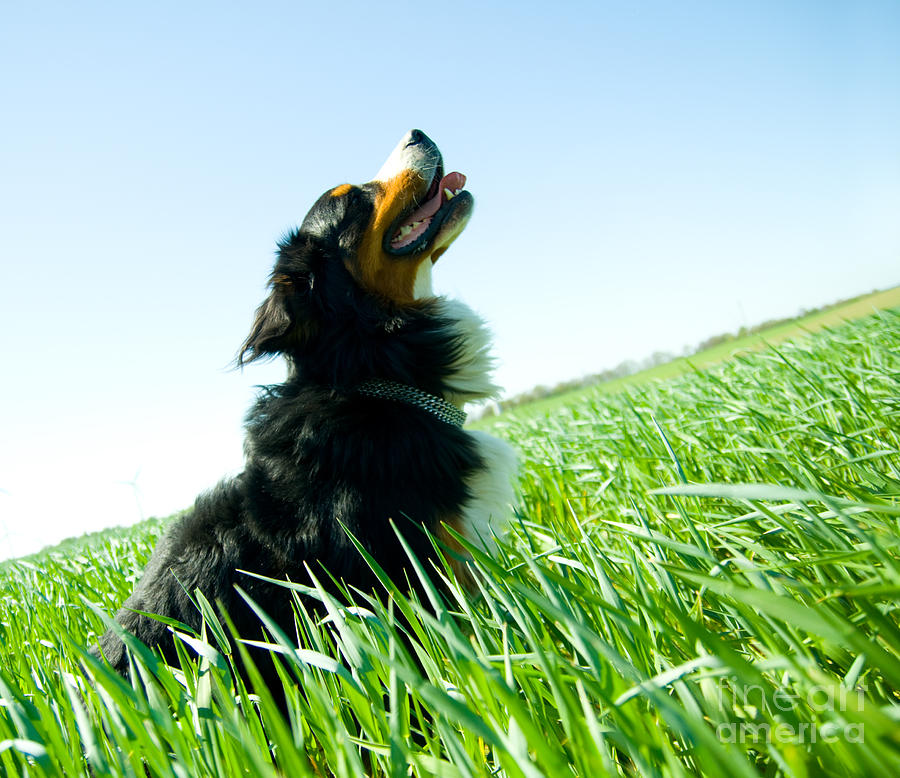 A cute dog on the field Photograph by Michal Bednarek