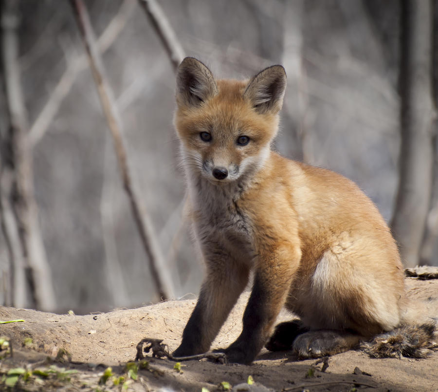 A Cute Kit Fox Portrait 1 Photograph by Thomas Young