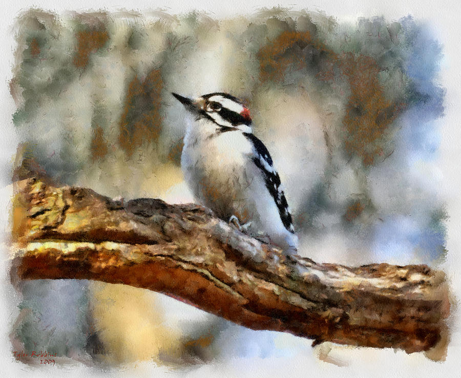 Woodpecker Painting - A Cute Little Woodpecker by Tyler Robbins