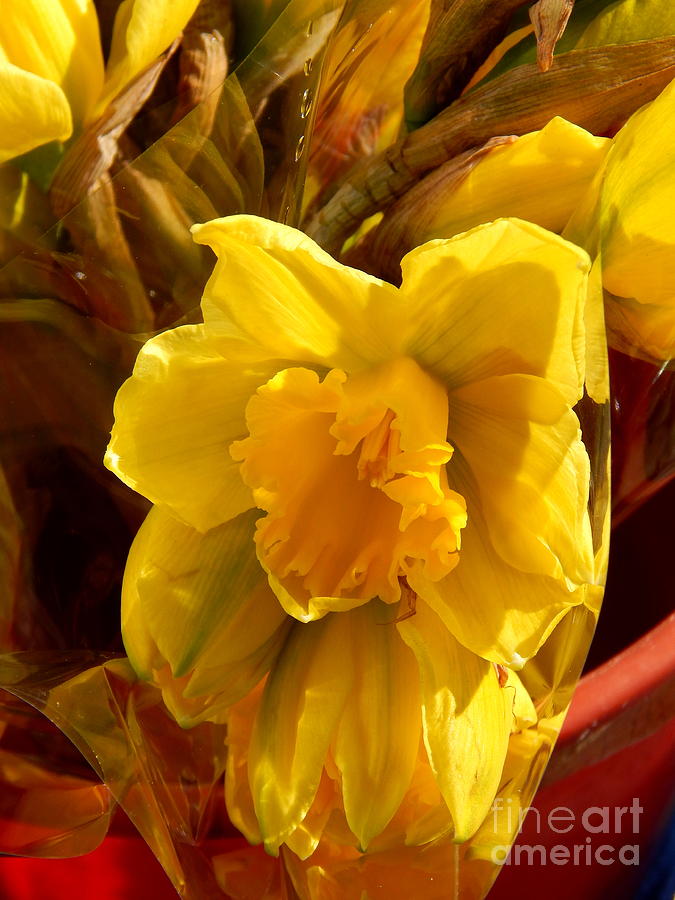 Daffodil Flower In New Orleans Louisiana Photograph