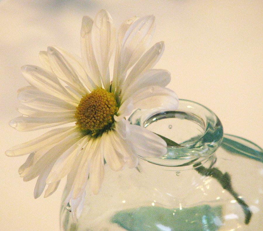 A Daisy A Day Photograph by Angela Davies